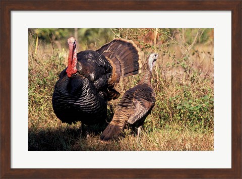 Framed Wild Turkey Tom and Hen Print