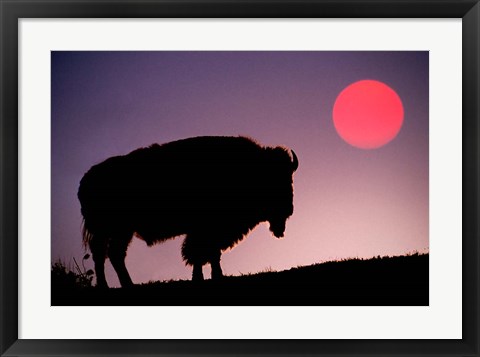 Framed Bison Silhouetted at Sunrise, Yellowstone National Park, Wyoming Print