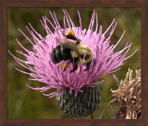 Framed Thistle and bumble bee Print