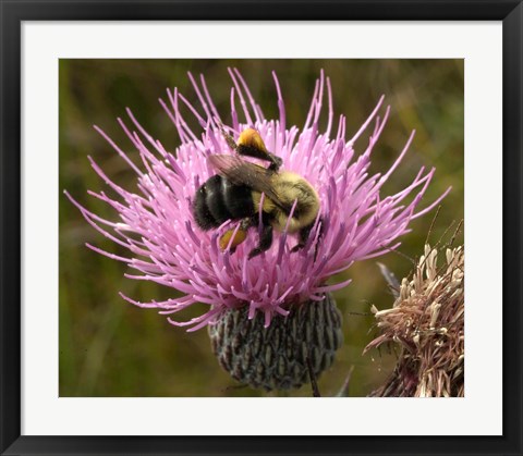 Framed Thistle and bumble bee Print