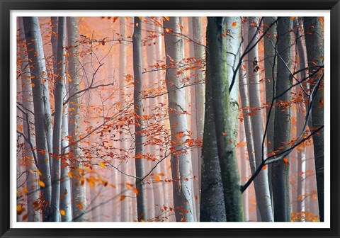 Framed Autumn Woods Print