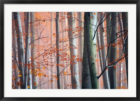 Framed Autumn Woods Print