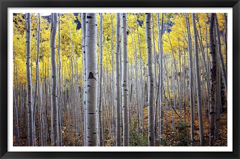 Framed Birch Woods Print