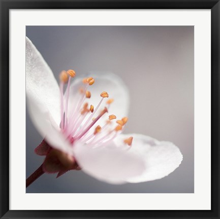 Framed Cherry Flower 1 Print