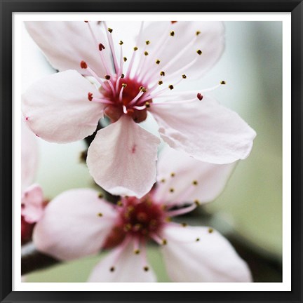 Framed Cherry Flower 2 Print