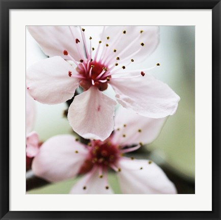 Framed Cherry Flower 2 Print