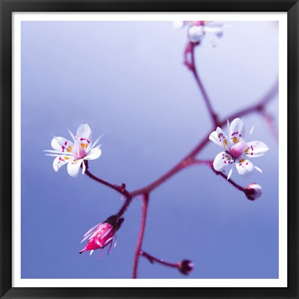 Framed Cherry Flower 3 Print