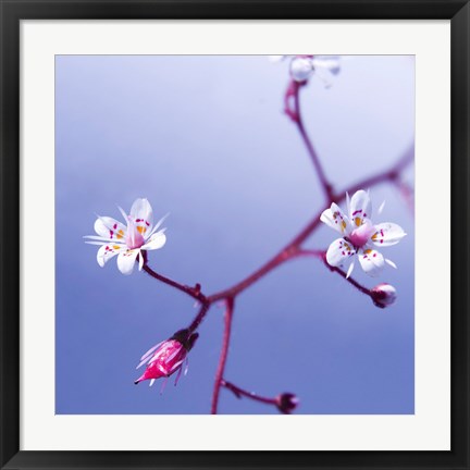 Framed Cherry Flower 3 Print