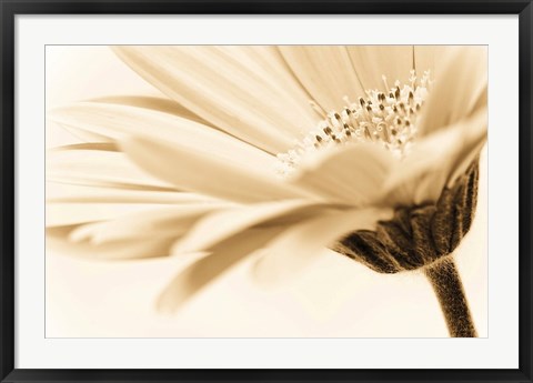 Framed Daisy Print