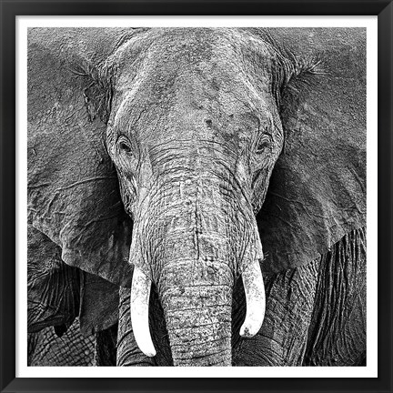 Framed Elephant Print