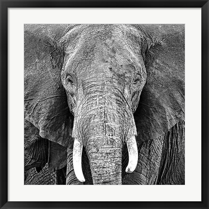 Framed Elephant Print