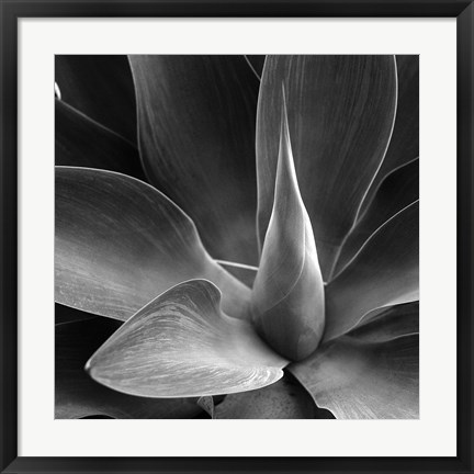 Framed Flower Print