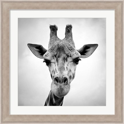 Framed Giraffe Print