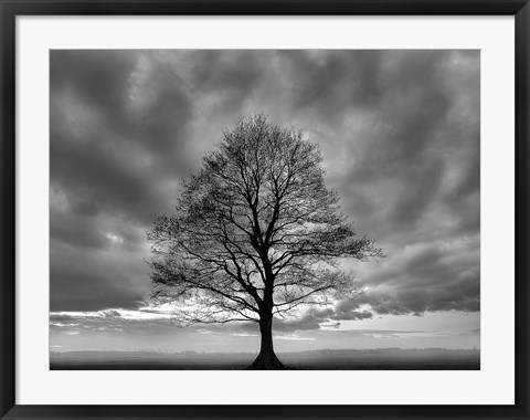 Framed Great Tree Print