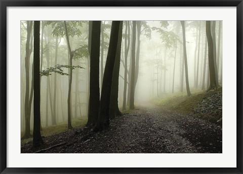 Framed Green Woods 1 Print