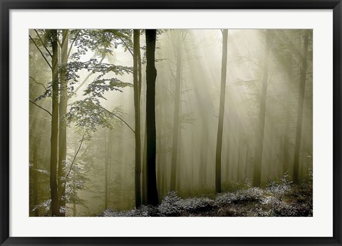 Framed Green Woods 2 Print