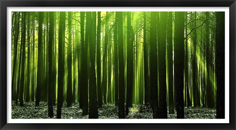 Framed Green Woods 3 Print