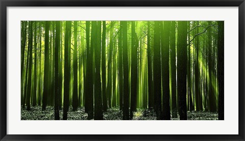 Framed Green Woods 3 Print