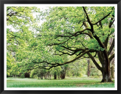 Framed Green Woods 4 Print