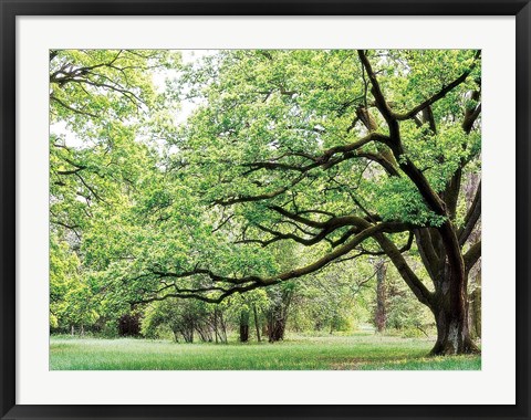 Framed Green Woods 4 Print