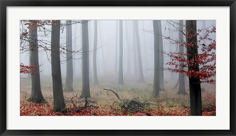 Framed Misty Woods Print