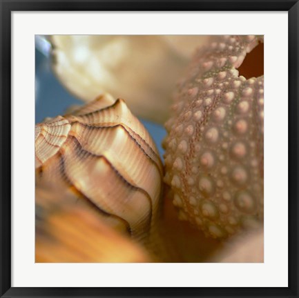 Framed Shells 1 Print