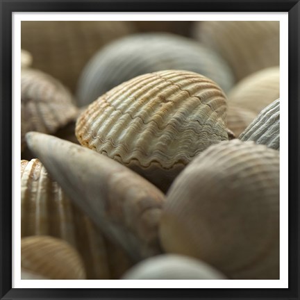 Framed Shells 2 Print