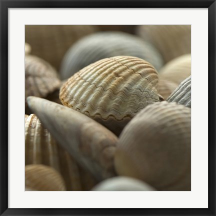 Framed Shells 2 Print