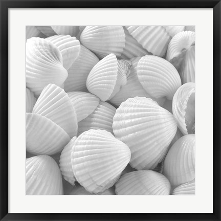 Framed Shells 3 Print