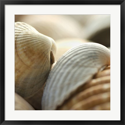 Framed Shells 4 Print