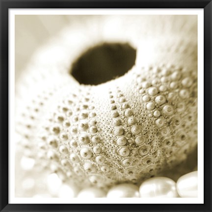 Framed Shells and Pearls 2 Print