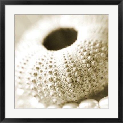 Framed Shells and Pearls 2 Print