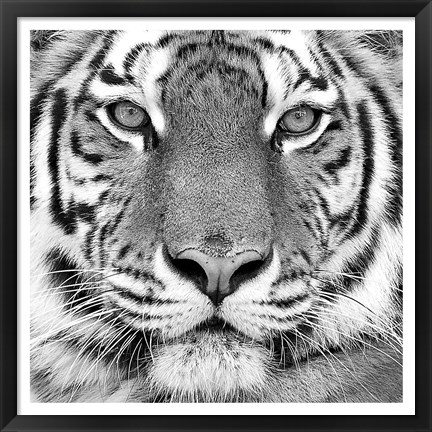 Framed Tiger Print