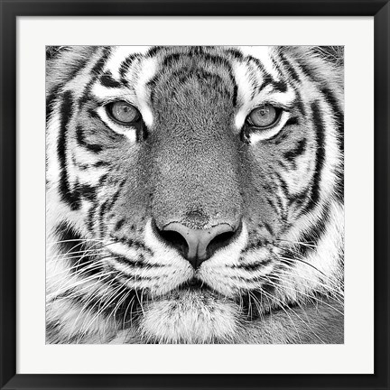 Framed Tiger Print