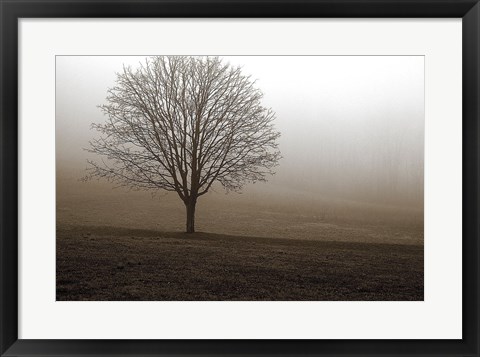 Framed Tree in Mist 1 Print