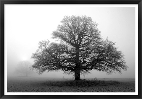 Framed Tree in Mist 2 Print