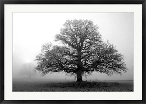 Framed Tree in Mist 2 Print