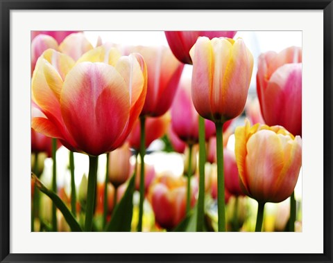 Framed Tulip Print