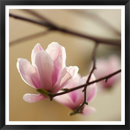 Framed Tulip Tree 1 Print