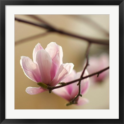 Framed Tulip Tree 1 Print