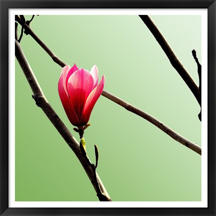 Framed Tulip Tree 3 Print