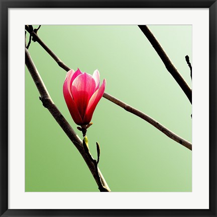 Framed Tulip Tree 3 Print