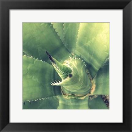 Framed Succulent II Print