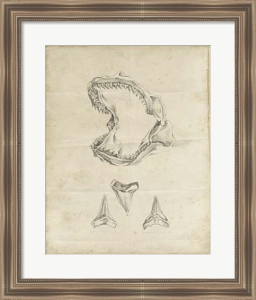 Framed Shark Study II Print