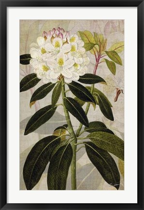 Framed Rhododendron I Print