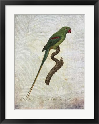 Framed Parrot Jungle III Print