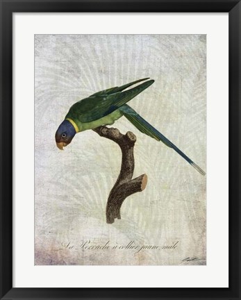 Framed Parrot Jungle IV Print