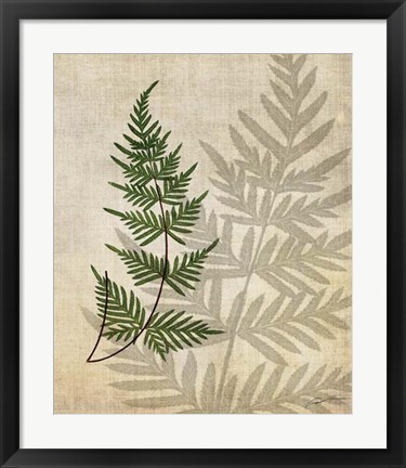 Framed British Ferns III Print