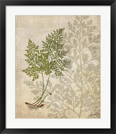 Framed British Ferns IV Print