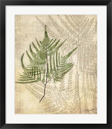 Framed British Ferns V Print